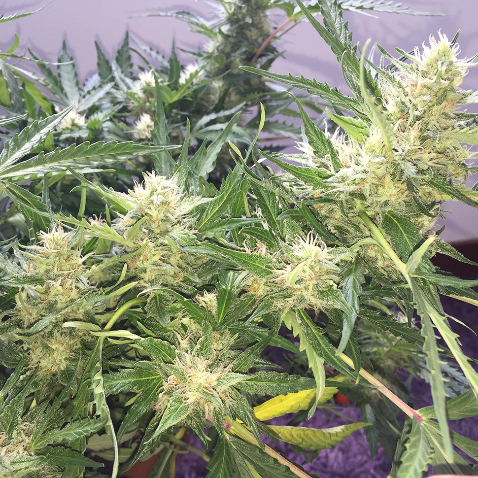 купить урожайные семена конопли Auto Cheese feminised