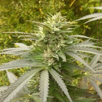 Power Plant regular Ganja Seeds