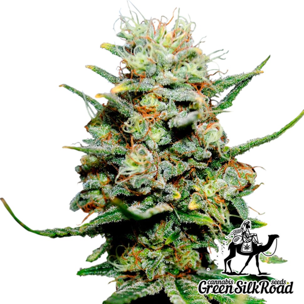 Семена ганжа  Critical feminised Green Silk Road Seeds