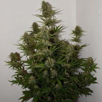 Auto Parmesan feminised Victory Seeds