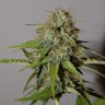 семена индийской конопли Auto Parmesan feminised Victory Seeds
