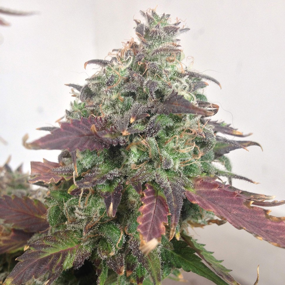 Семена  Auto Caramella feminised Ganja Seeds