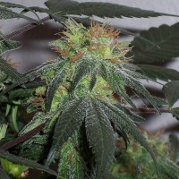 Black Domina x G13 feminised Ganja Seeds