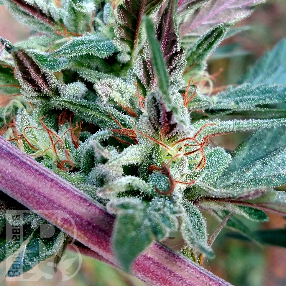 Семена ганжа  Pepoberry feminised Ganja Seeds