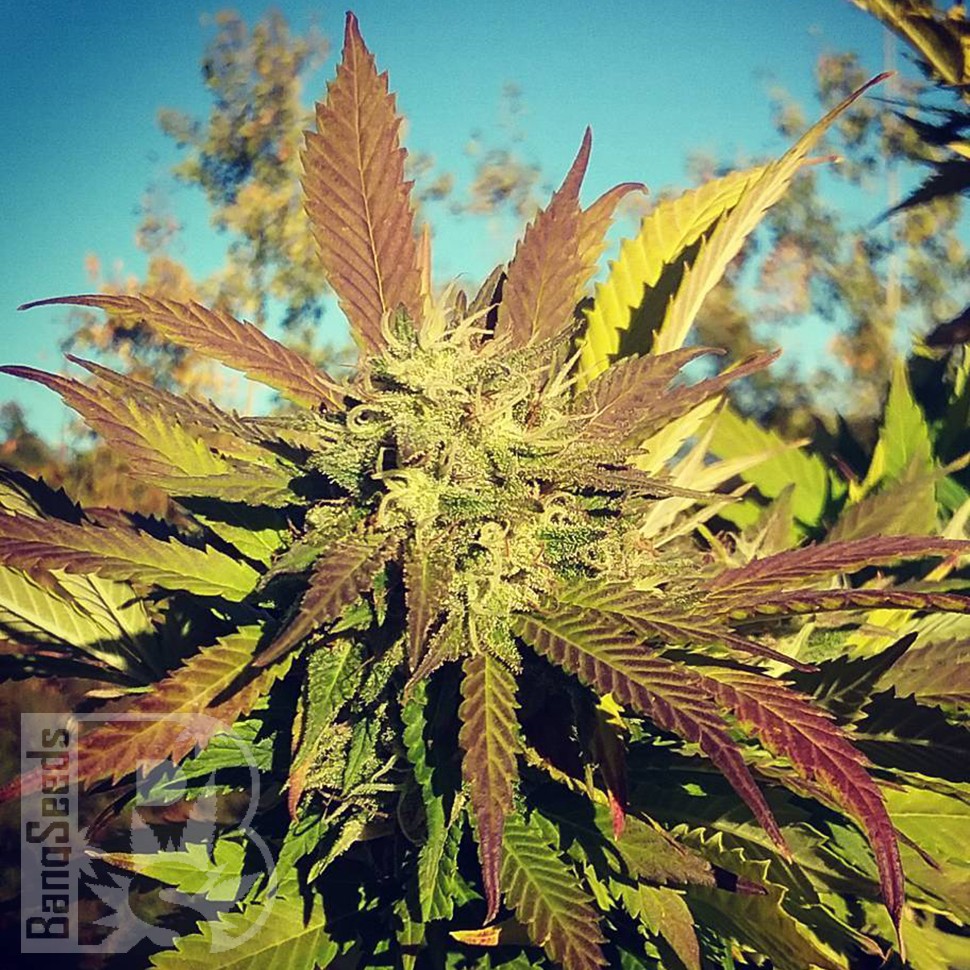 Семена ганжа  Pepoberry feminised Ganja Seeds