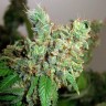Семена ганжа  Pepoberry feminised Ganja Seeds