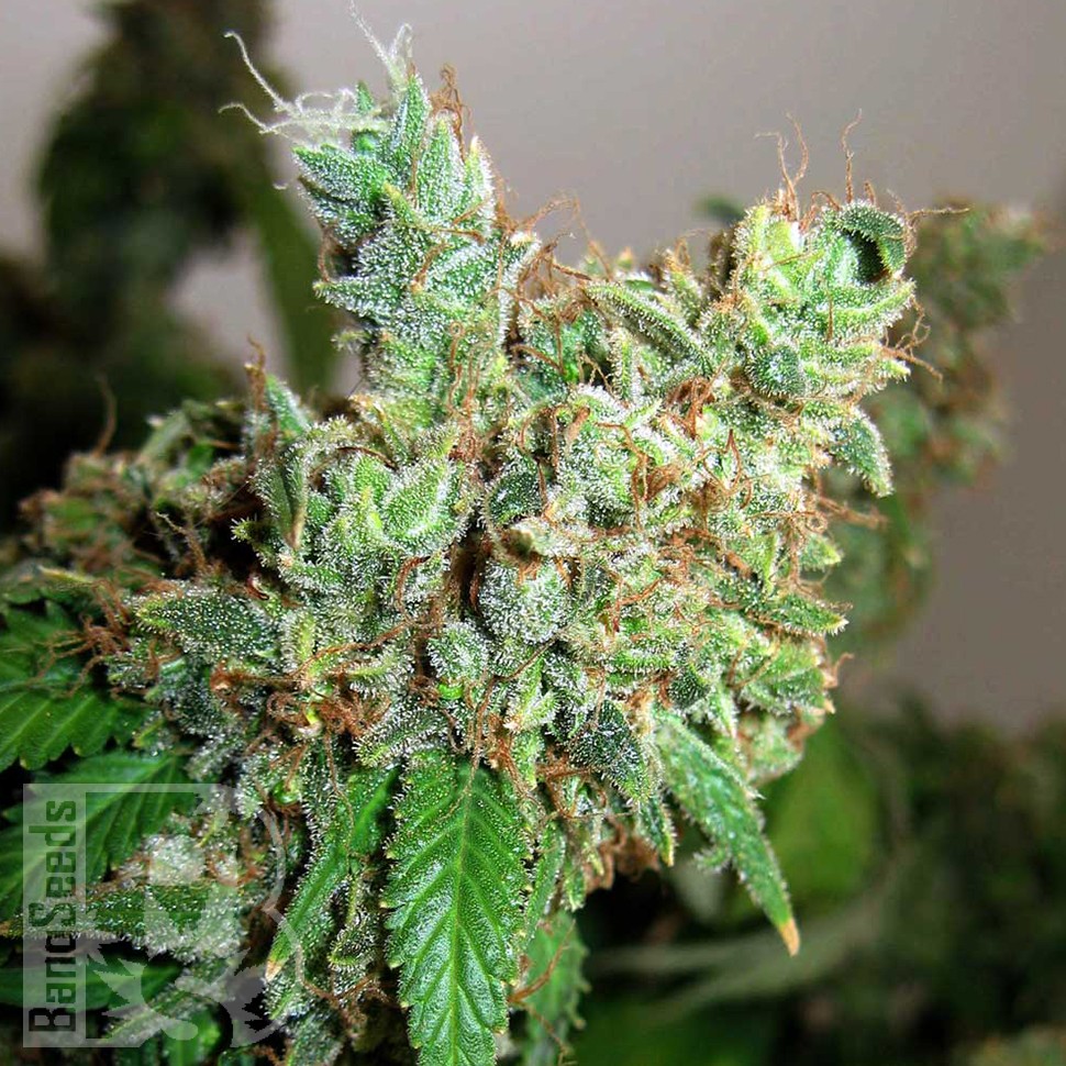 Семена ганжа  Pepoberry feminised Ganja Seeds