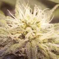 Auto Lemon feminised Ganja Seeds