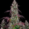 Семена ганжа  Auto Lemon feminised Ganja Seeds