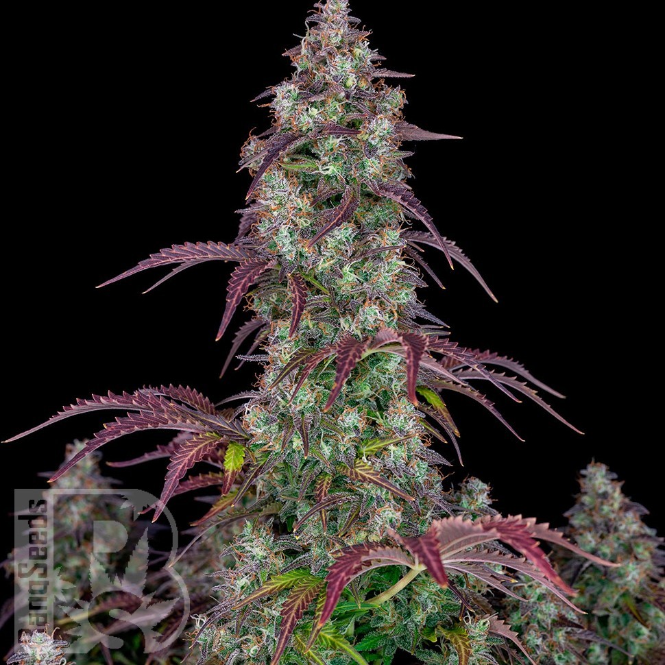 Семена ганжа  Auto Lemon feminised Ganja Seeds