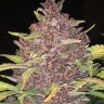 Семена ганжа  Auto Lemon feminised Ganja Seeds