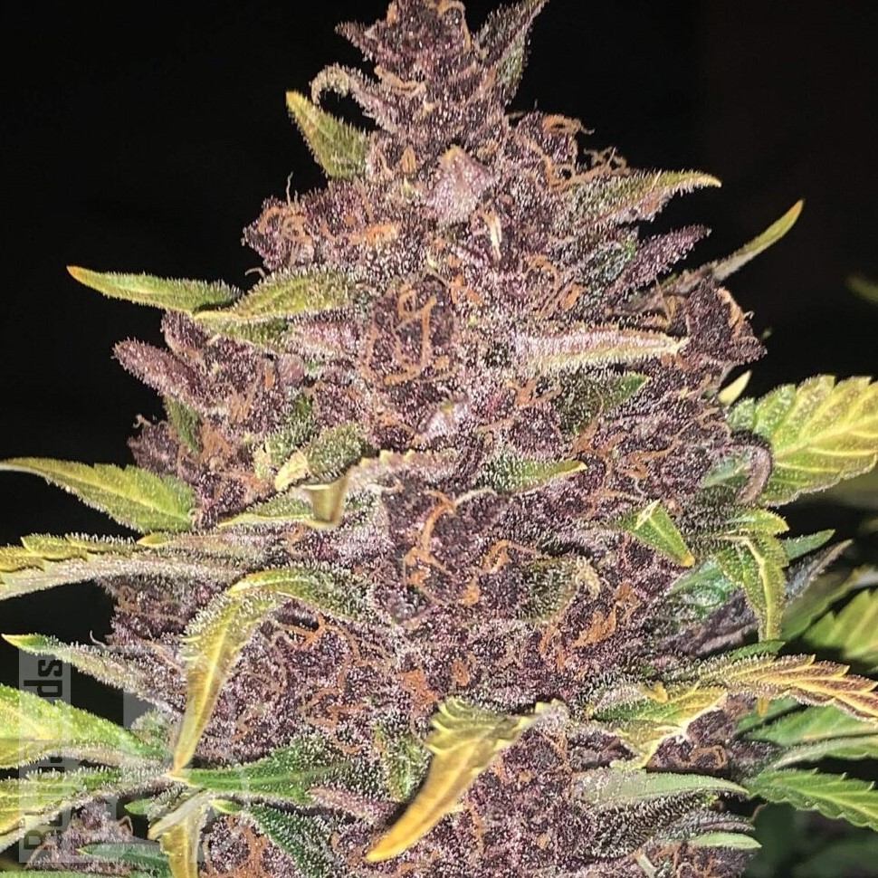 Семена ганжа  Auto Lemon feminised Ganja Seeds