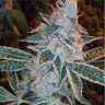 Семена ганжа  Auto Lemon feminised Ganja Seeds