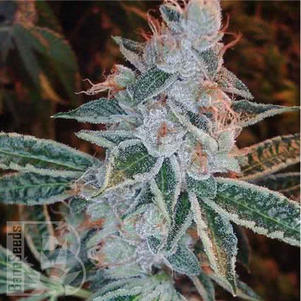 Семена ганжа  Auto Lemon feminised Ganja Seeds