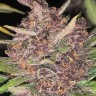 Семена ганжа  Auto Lemon feminised Ganja Seeds