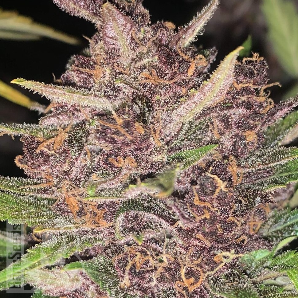 Семена ганжа  Auto Lemon feminised Ganja Seeds