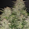 Семена ганжа  Auto Lemon feminised Ganja Seeds
