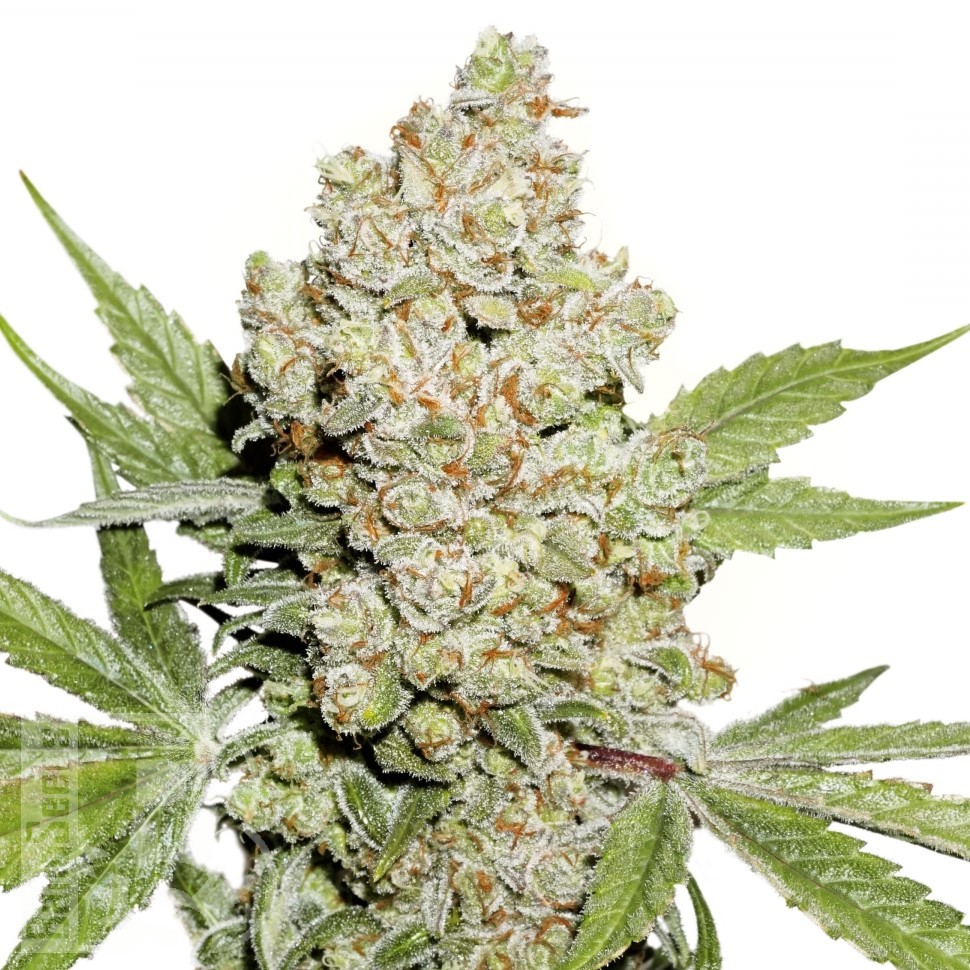 Семена ганжа  Auto Lemon feminised Ganja Seeds