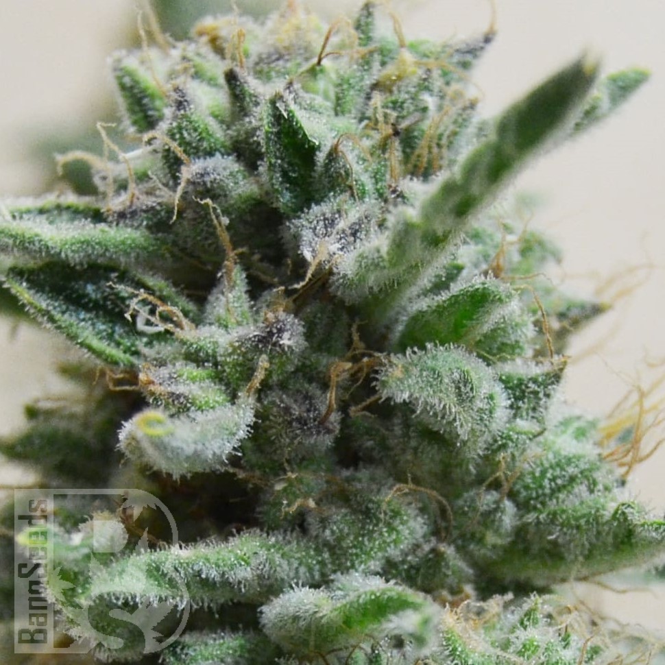 Семена конопли  Euforia regular Ganja Seeds