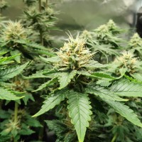 AK-47 х Lowryder (Aklow) regular Ganja Seeds