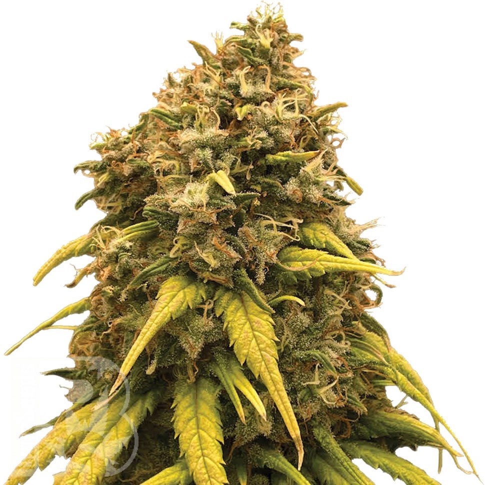 Семена  AK-47 х Lowryder (Aklow) regular Ganja Seeds