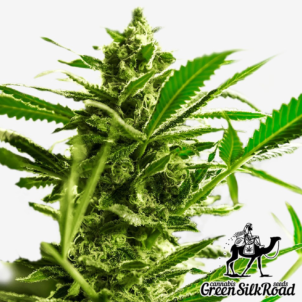 Семена  Great White Shark feminised Green Silk Road Seeds