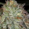 Семена каннабиса  Afghan Kush feminised Ganja Seeds