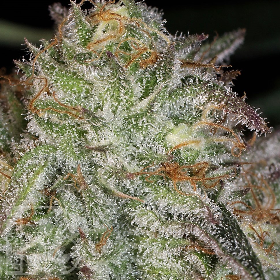 Семена каннабиса  Afghan Kush feminised Ganja Seeds