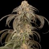 Семена каннабиса  Afghan Kush feminised Ganja Seeds