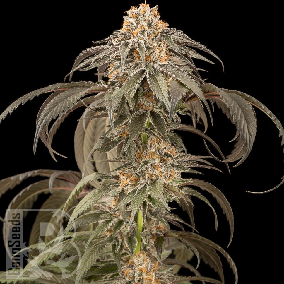 Семена каннабиса  Afghan Kush feminised Ganja Seeds