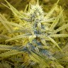 Auto Cream Caramel feminised Ganja Seeds