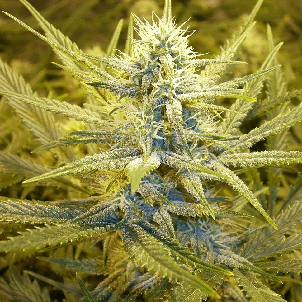 Семена конопли  Auto Cream Caramel feminised Ganja Seeds