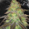 Семена конопли  Auto Cream Caramel feminised Ganja Seeds