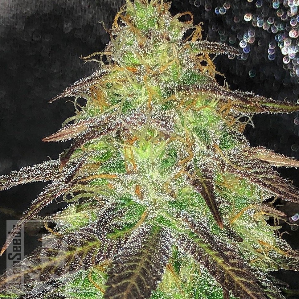 Семена конопли  Auto Cream Caramel feminised Ganja Seeds