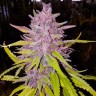 Семена конопли  Auto Cream Caramel feminised Ganja Seeds