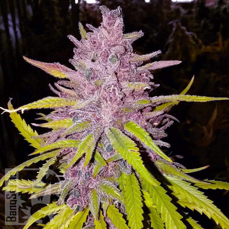 Семена конопли  Auto Cream Caramel feminised Ganja Seeds