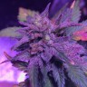 Семена каннабиса  Pure Kush feminised Ganja Seeds
