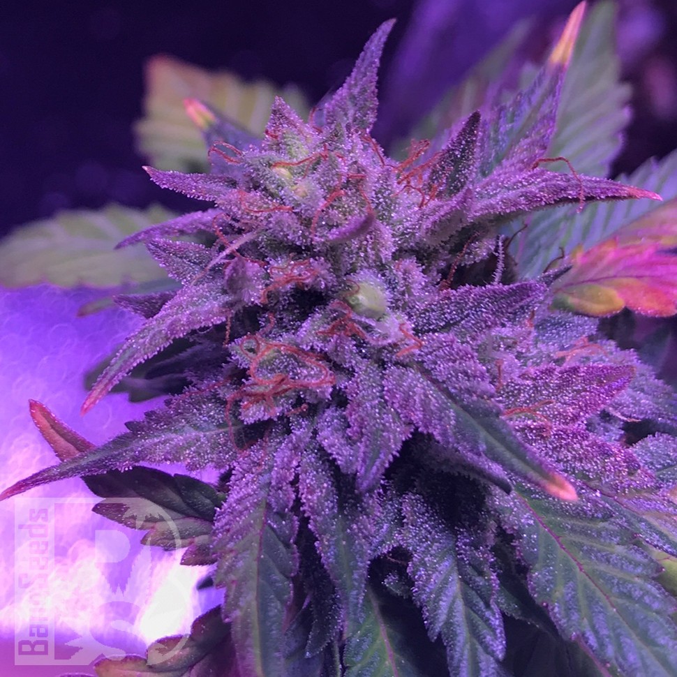 Семена каннабиса  Pure Kush feminised Ganja Seeds