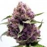 Семена каннабиса  Pure Kush feminised Ganja Seeds
