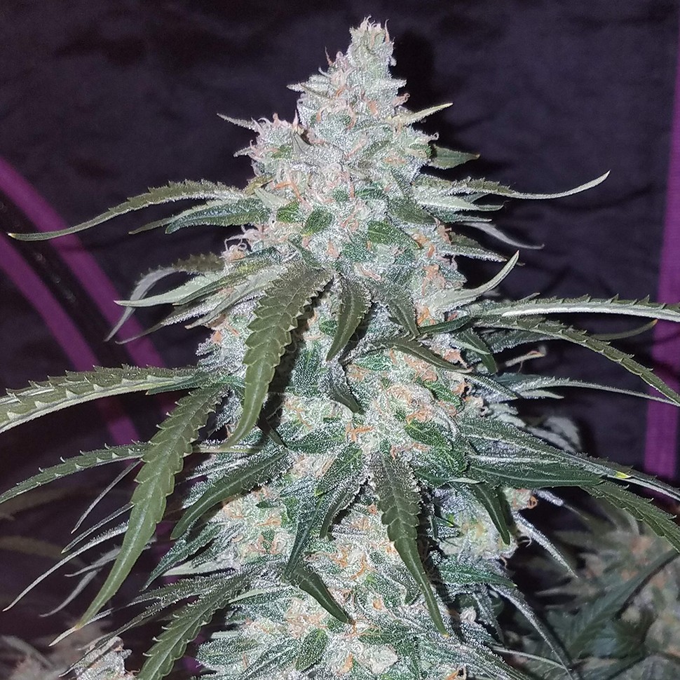 Семена  Auto Fast Bud feminised Ganja Seeds