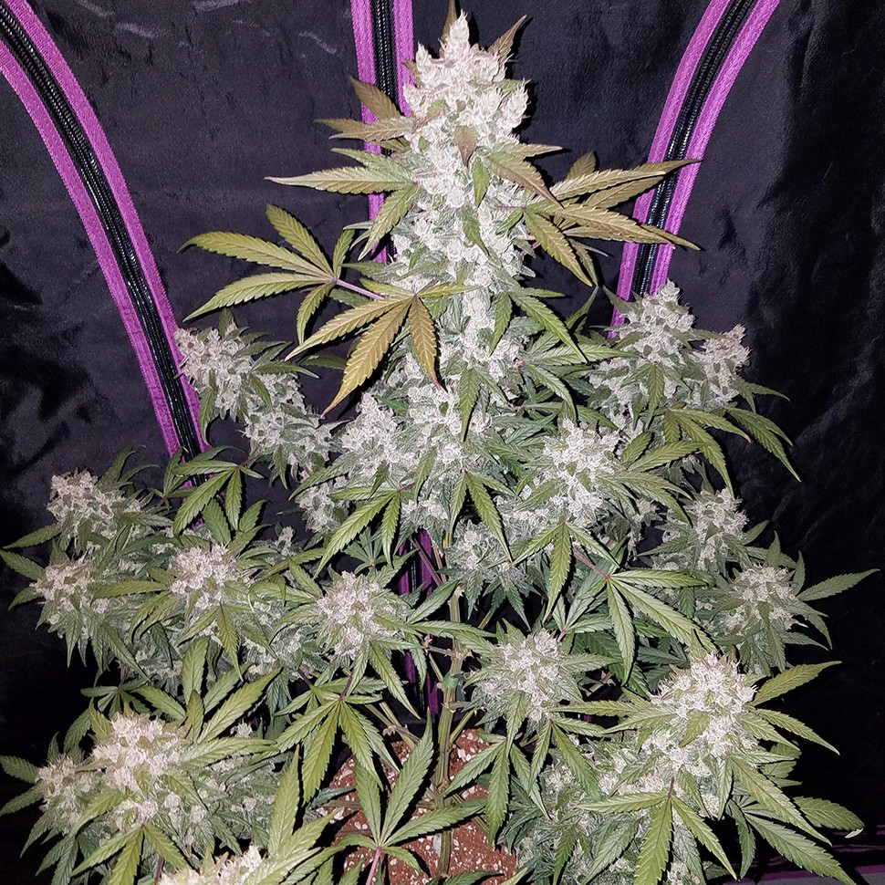 купить качественные семена конопли Auto Fast Bud feminised