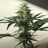Семена конопли Auto Afghan Kush feminised Ganja Seeds
