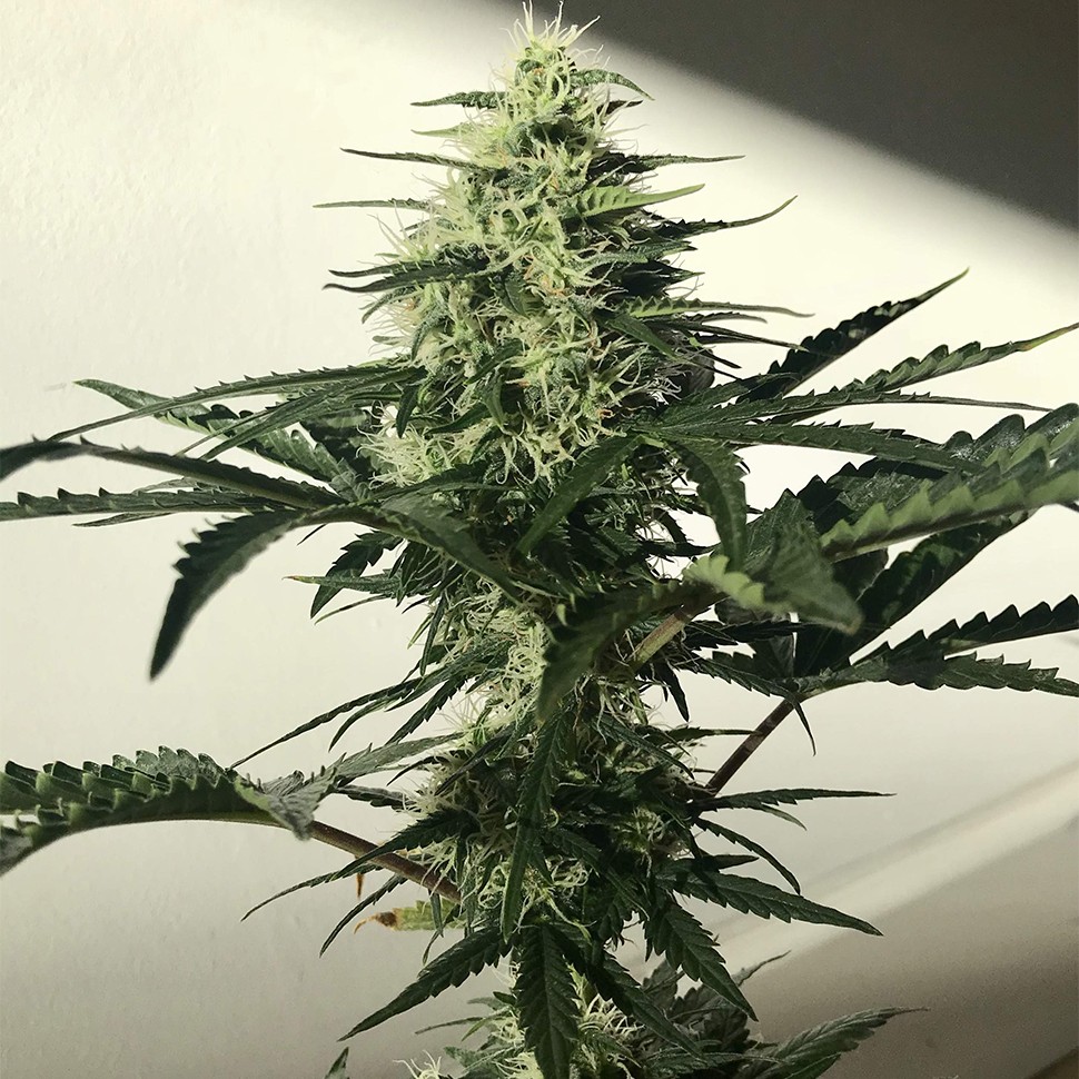 Семена ганжа  Auto Afghan Kush feminised Ganja Seeds