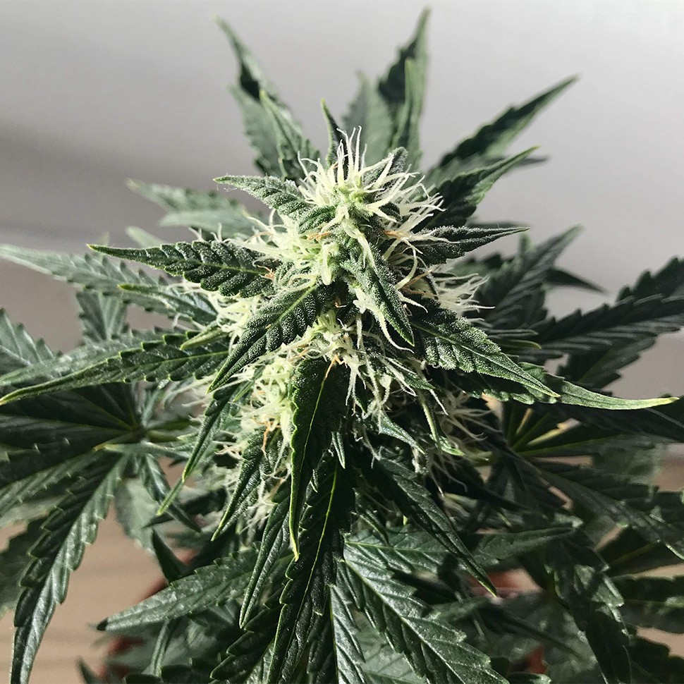 Сорт конопли Auto Afghan Kush feminised Ganja Seeds