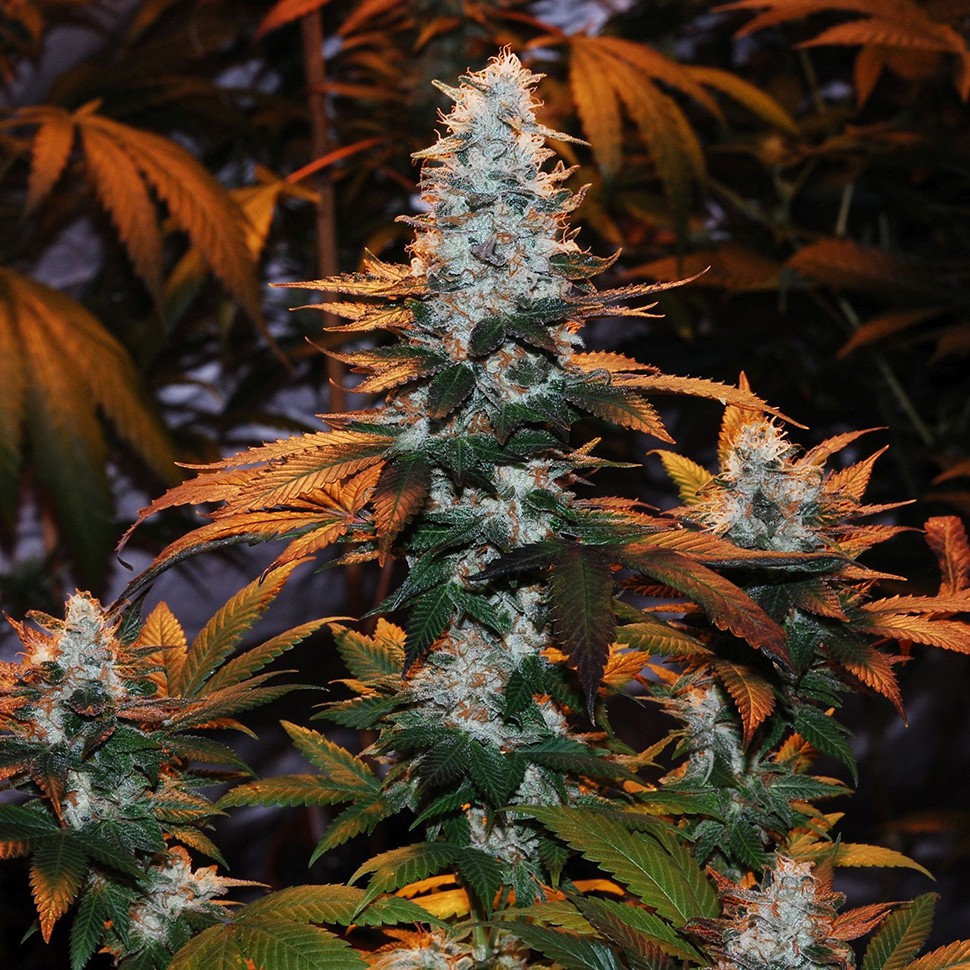 Семена каннабиса  Auto Cream Mandarine feminised Ganja Seeds