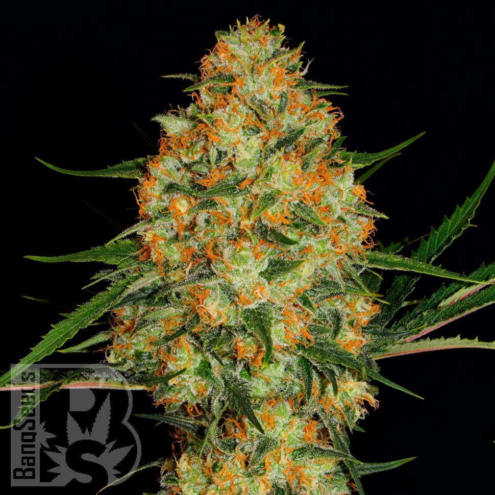 Семена ганжа  Auto Candy Kush regular Ganja Seeds
