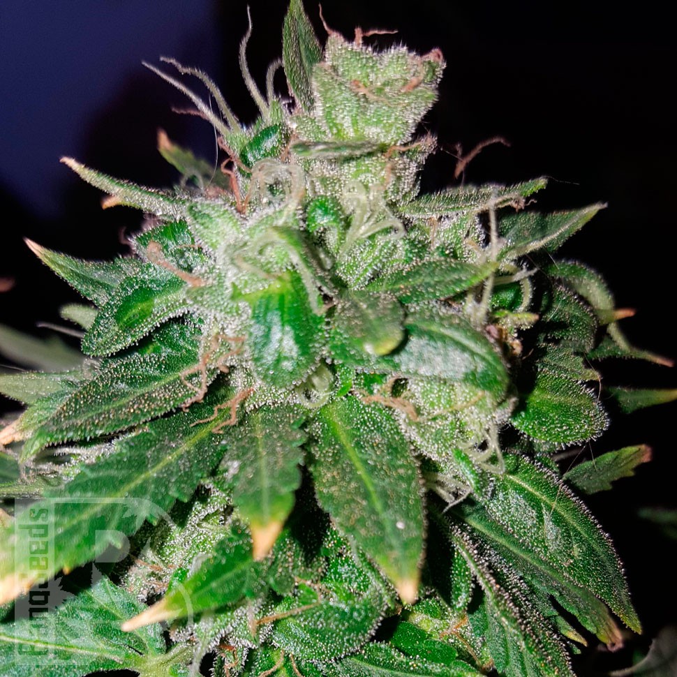 семена конопли дешево Auto Candy Kush regular