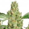 Семена ганжа  Pure Power Plant feminised Ganja Seeds