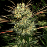 Семена ганжа  Pure Power Plant feminised Ganja Seeds