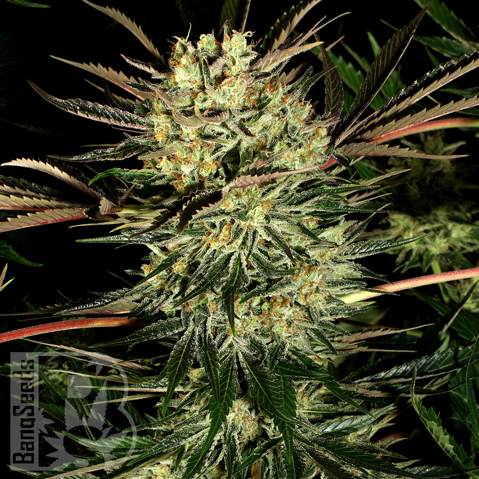 Семена ганжа  Pure Power Plant feminised Ganja Seeds